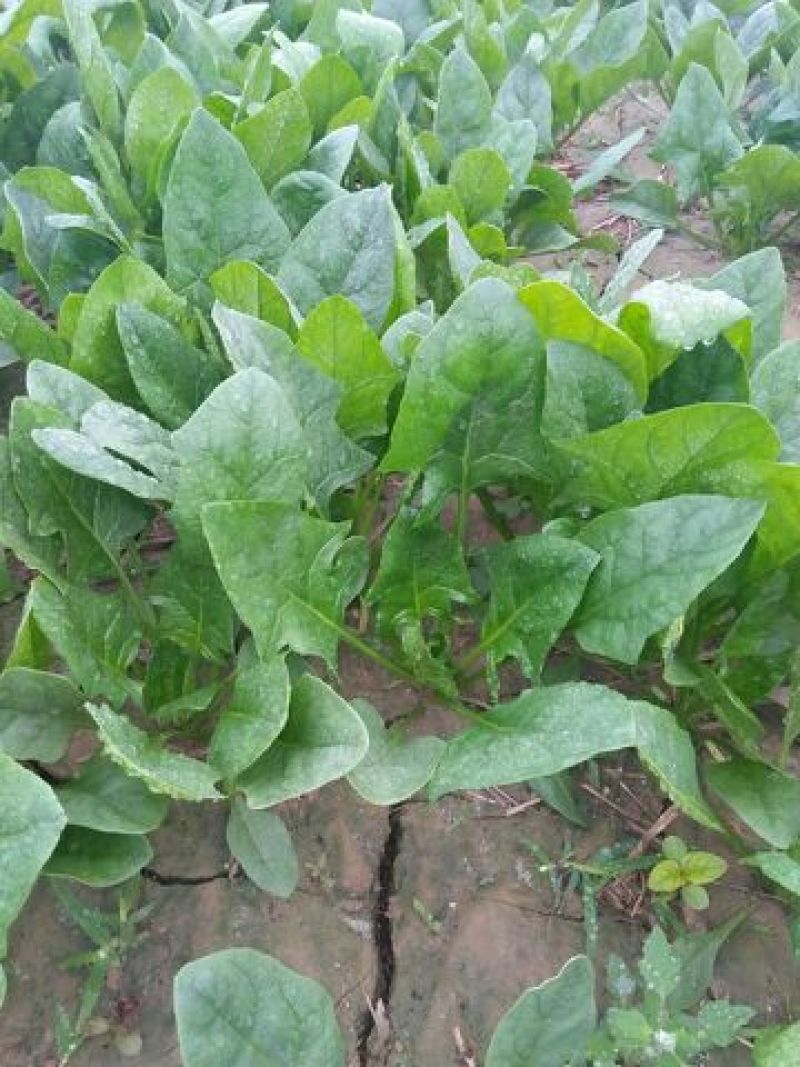 黑叶菠菜15~20厘米