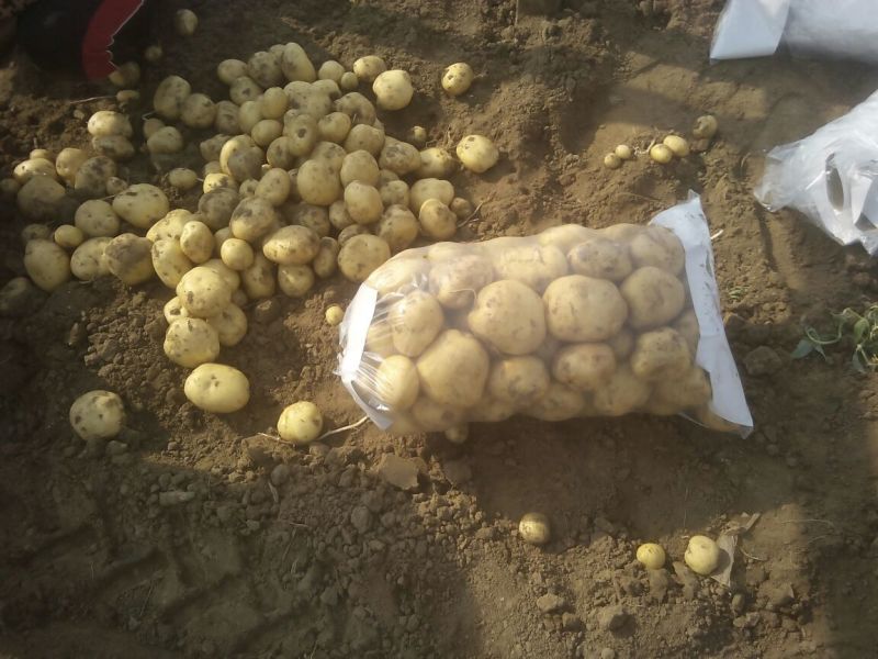 土豆2~4两