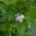 北高丛蓝莓4~6mm以上