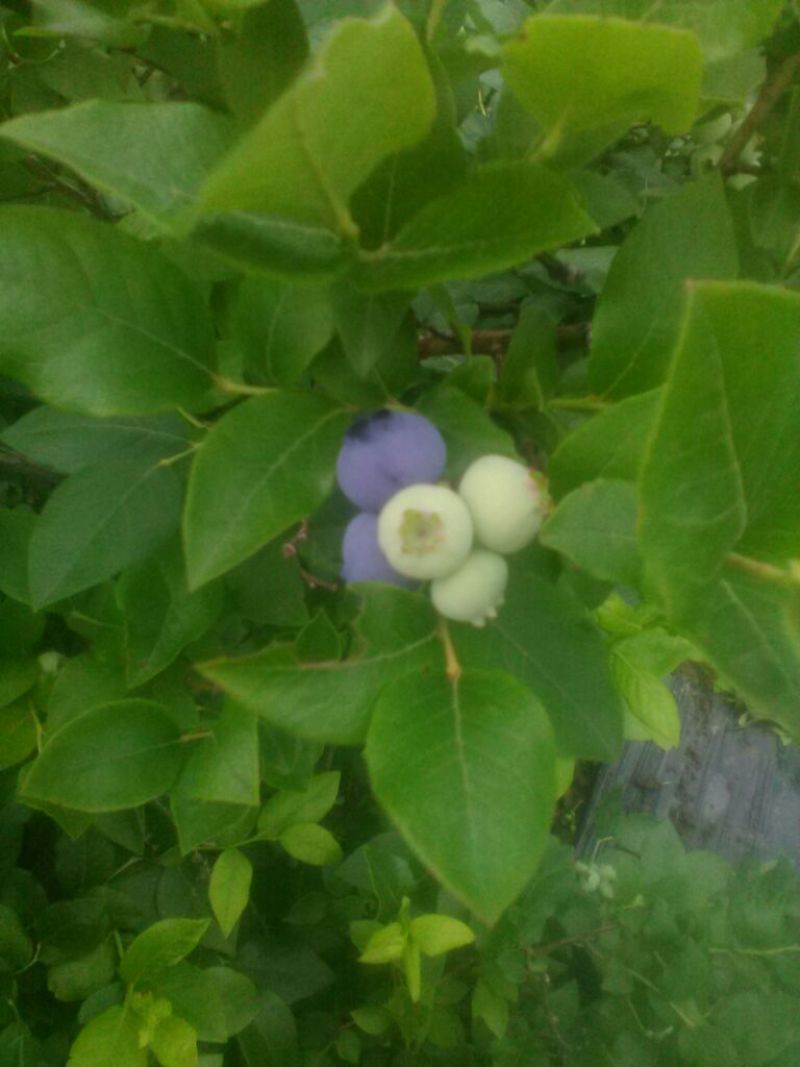 北高丛蓝莓4~6mm以上