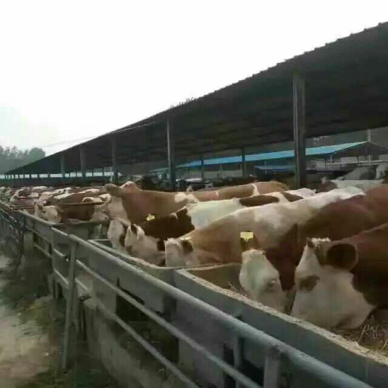 西门塔尔牛犊100~200kg