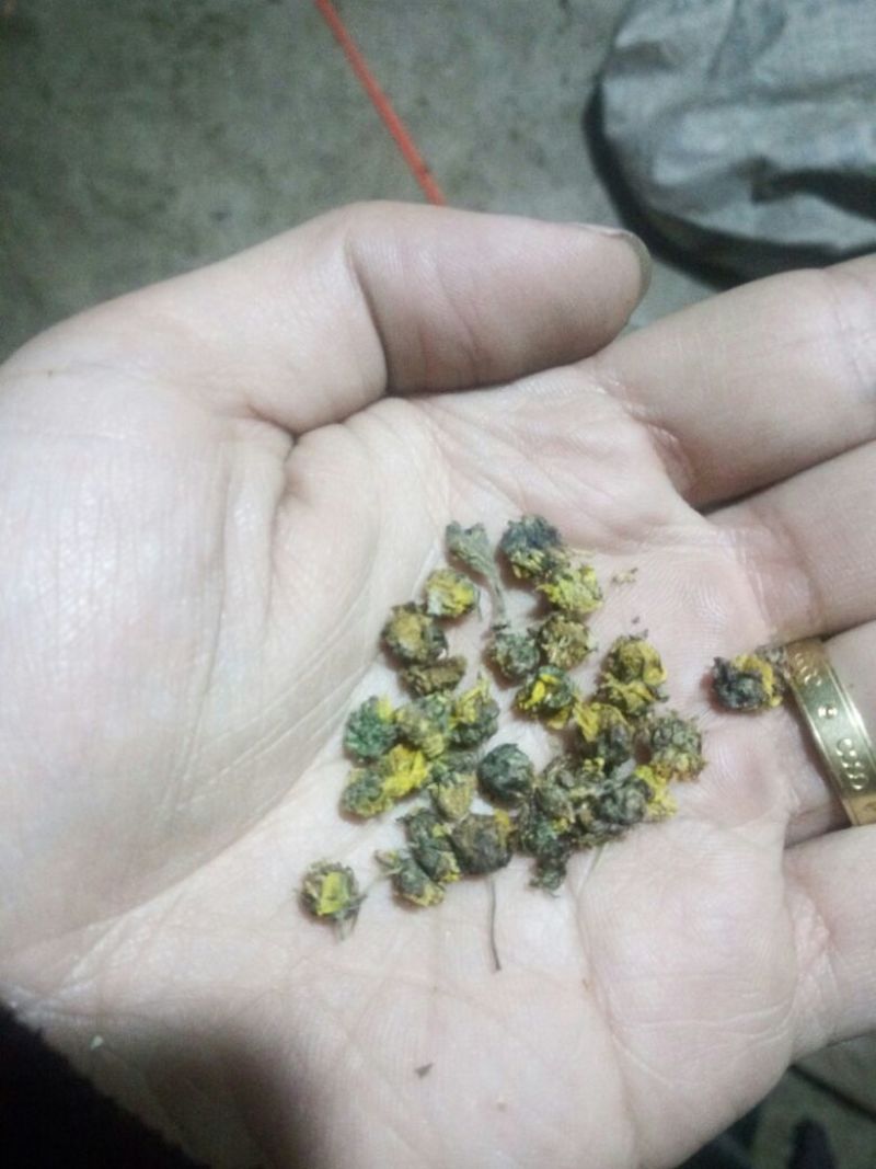 野菊花颗粒