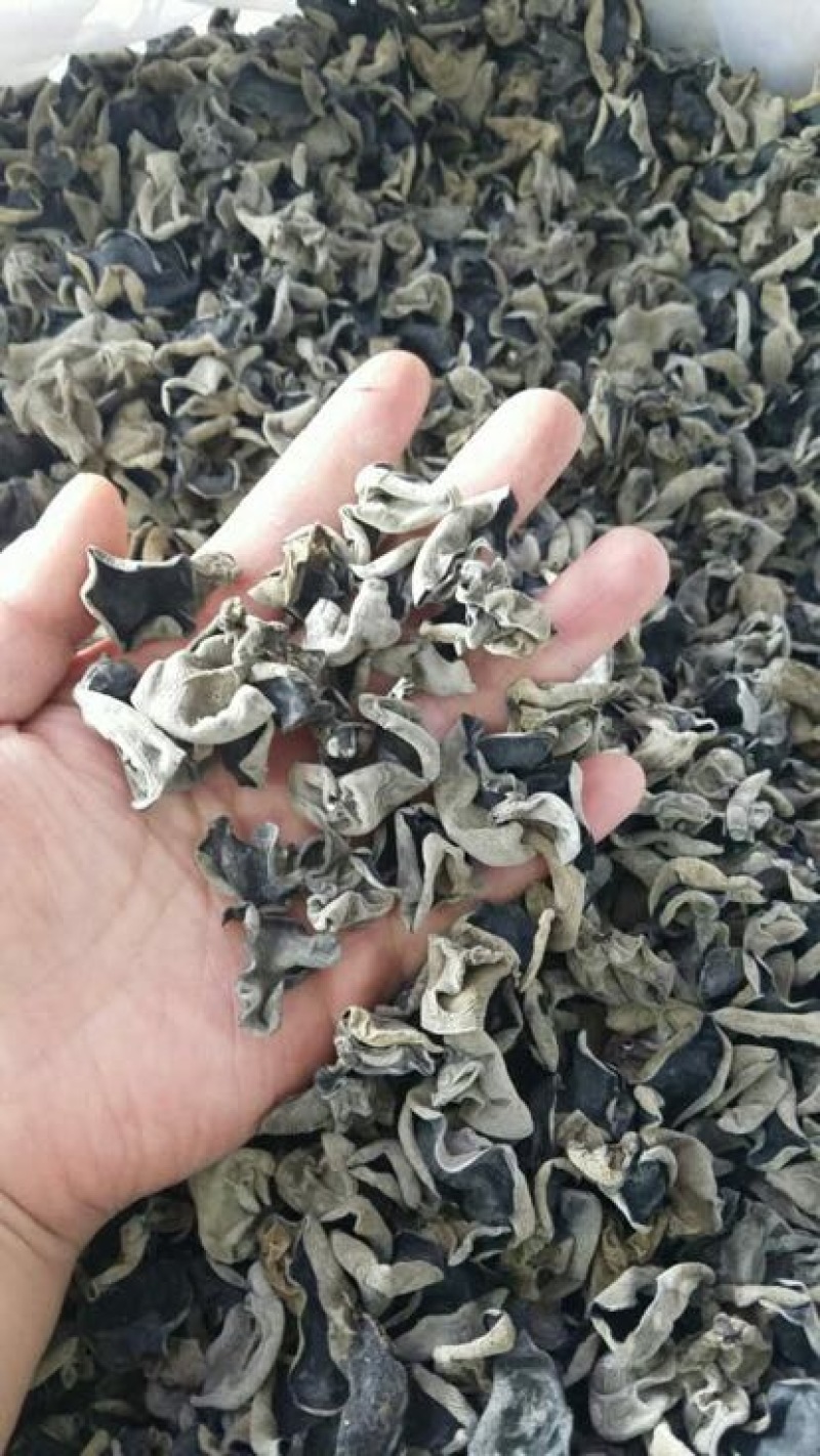 木耳一级
