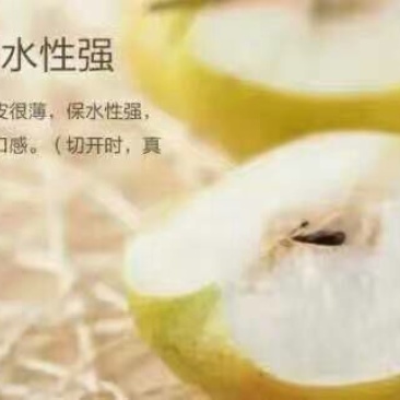 玉露香300~350g膜袋