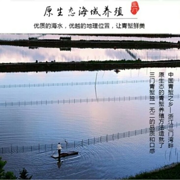 三门青蟹食用雌蟹
