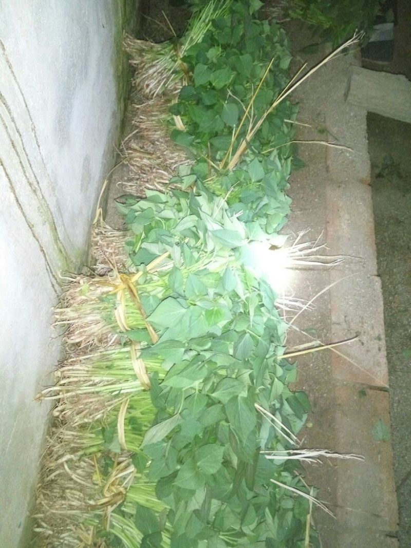 商薯19红薯苗25~35cm