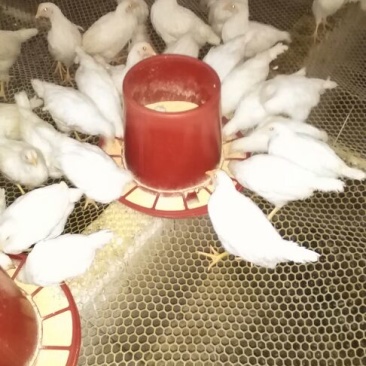 蛋鸡苗500克以上脱温苗