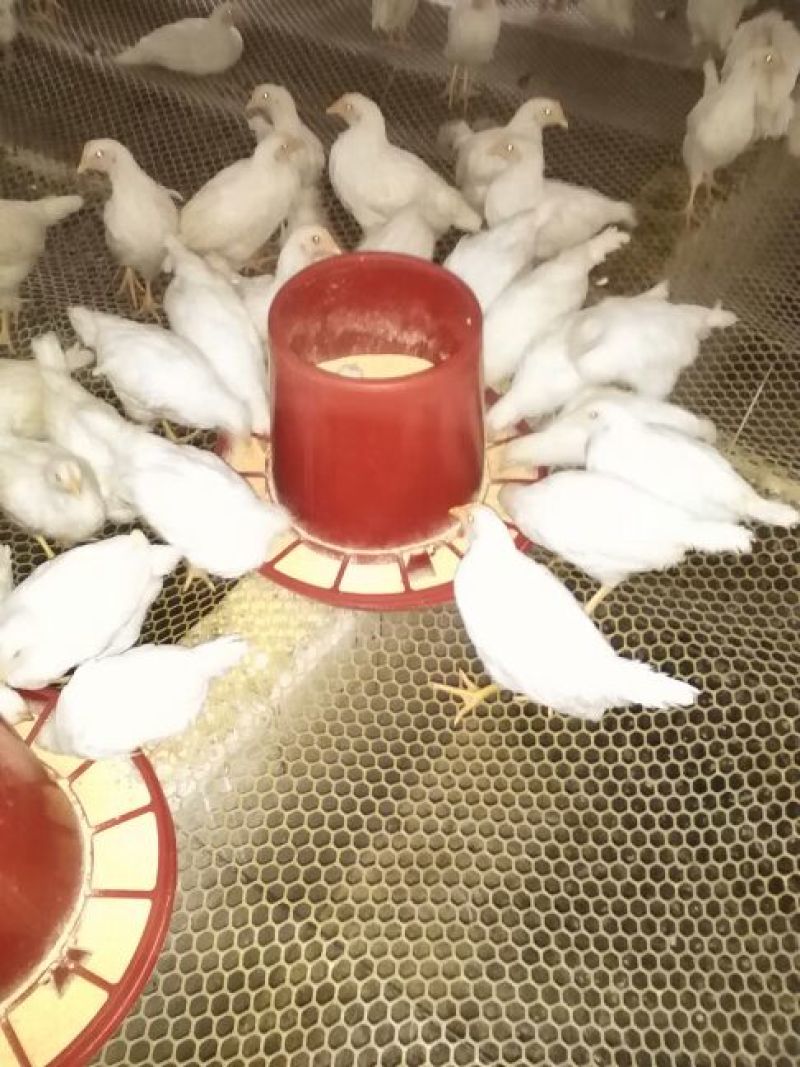 蛋鸡苗500克以上脱温苗