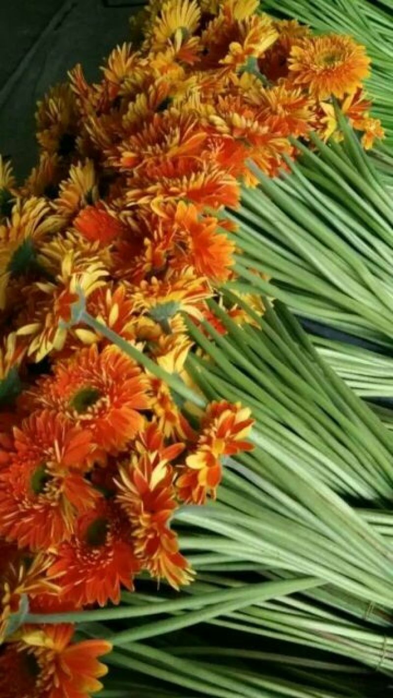 扶郎花非洲菊18枝一扎浙江海宁基地发货
