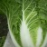 大白菜4-6斤，每年4—8月春白菜，10月—次年冬白菜