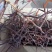 皂角树苗30~50cm