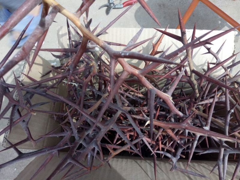 皂角树苗30~50cm