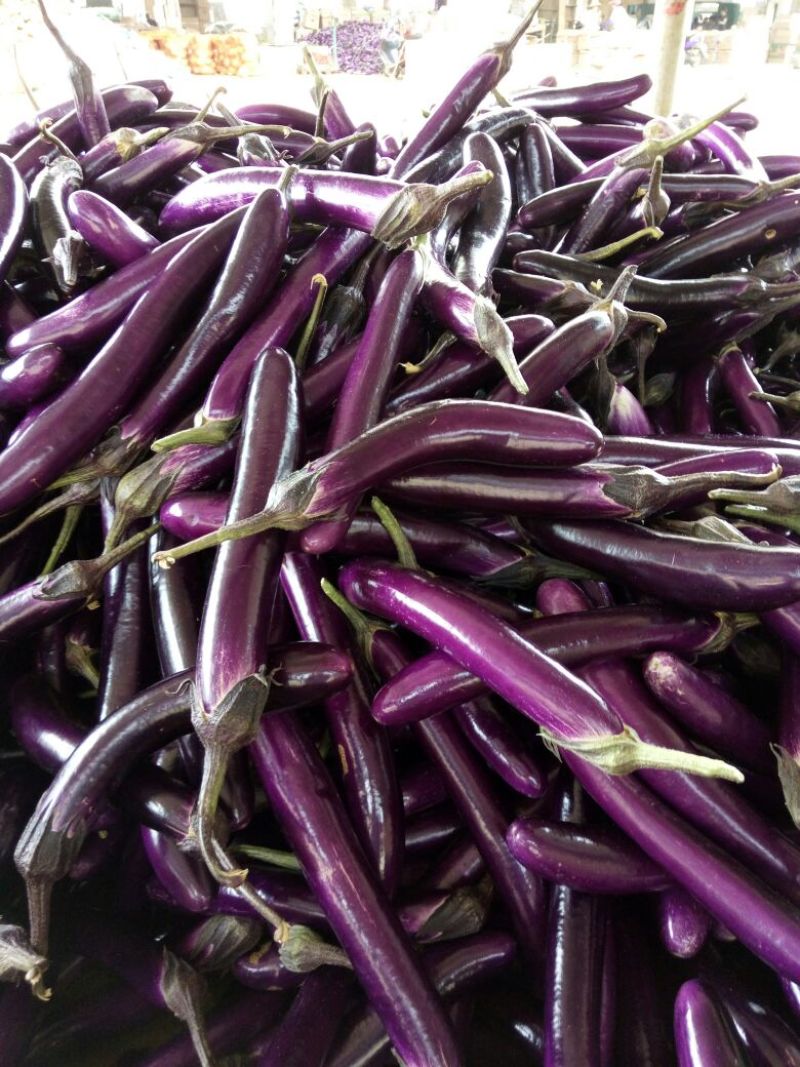 徐闻县精品紫红茄，7两以上，现大量上市，需要的联系我