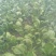 大叶菠菜10~15厘米