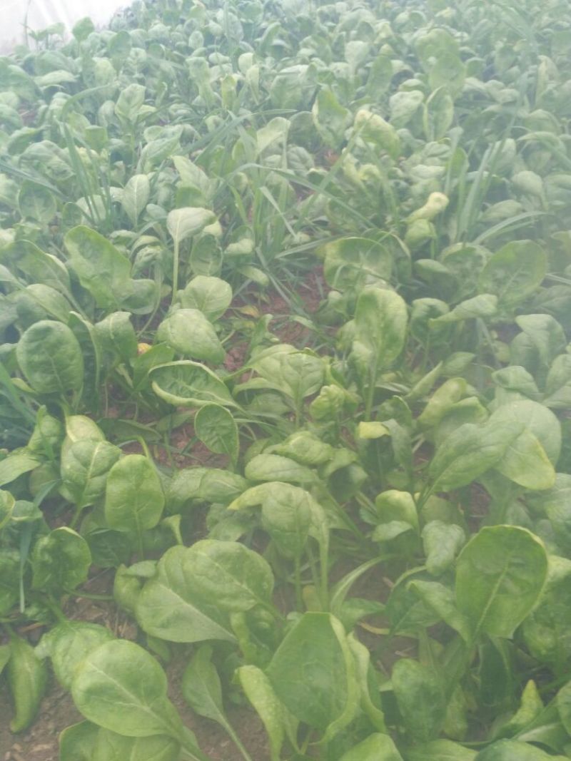 大叶菠菜10~15厘米