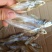 火焙鱼稻谷香味