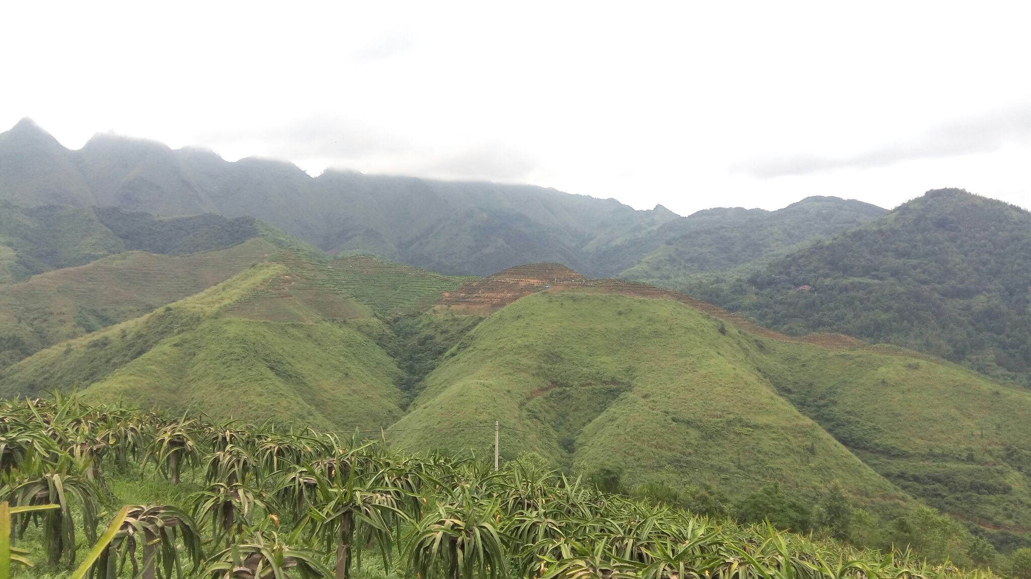 贵州黔南州罗甸县红心火龙果 中(5-7两)批发_赵