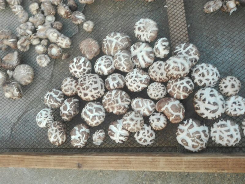 鲜香菇1%秋袋冬菇3cm以上
