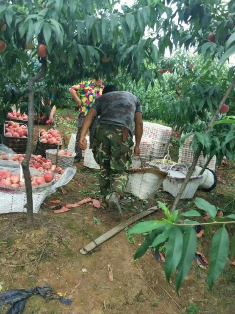 河口艳红桃80mm以上，产地直销货源充足，诚信为本。
