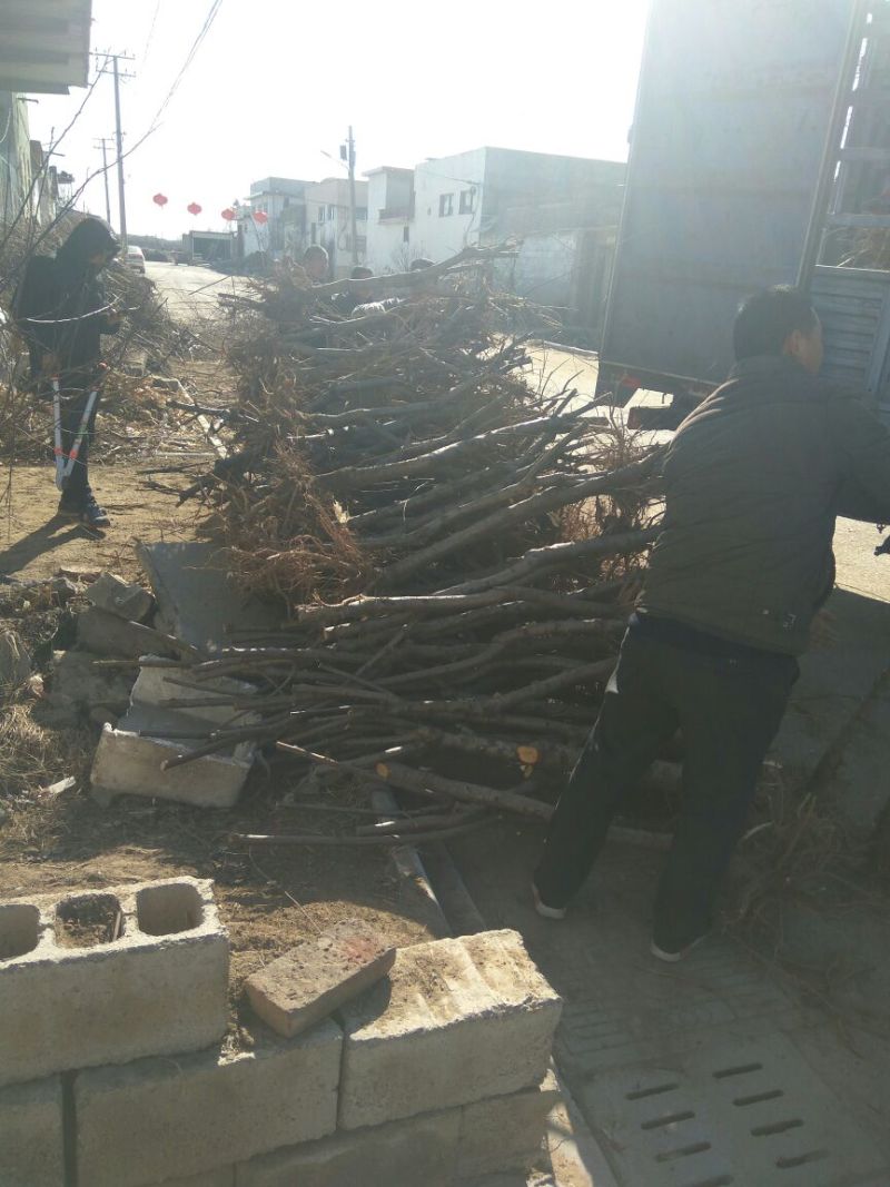 【桃树占地】4公分桃树占地桃树裸根截杆大桃树批发大桃树