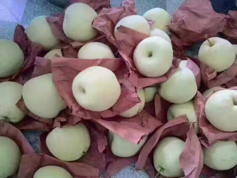 酥梨150~200g纸箱