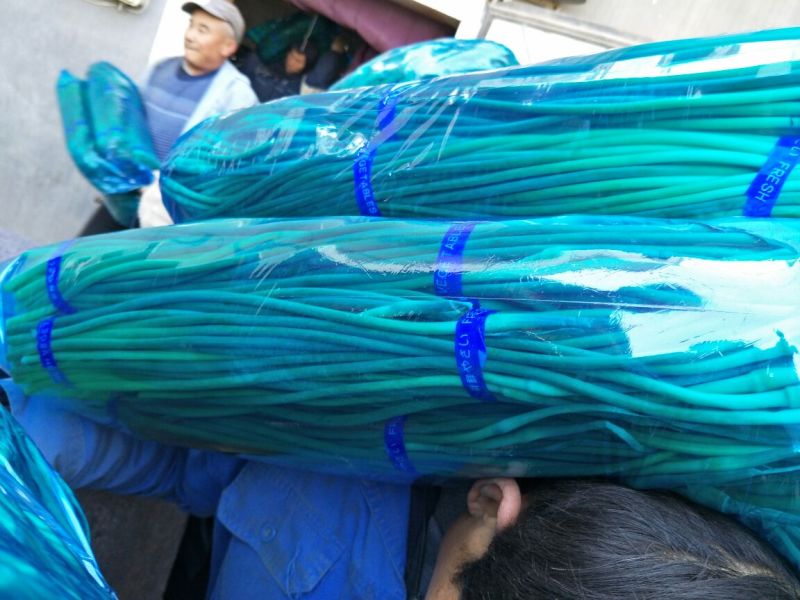 白薹60~70厘米