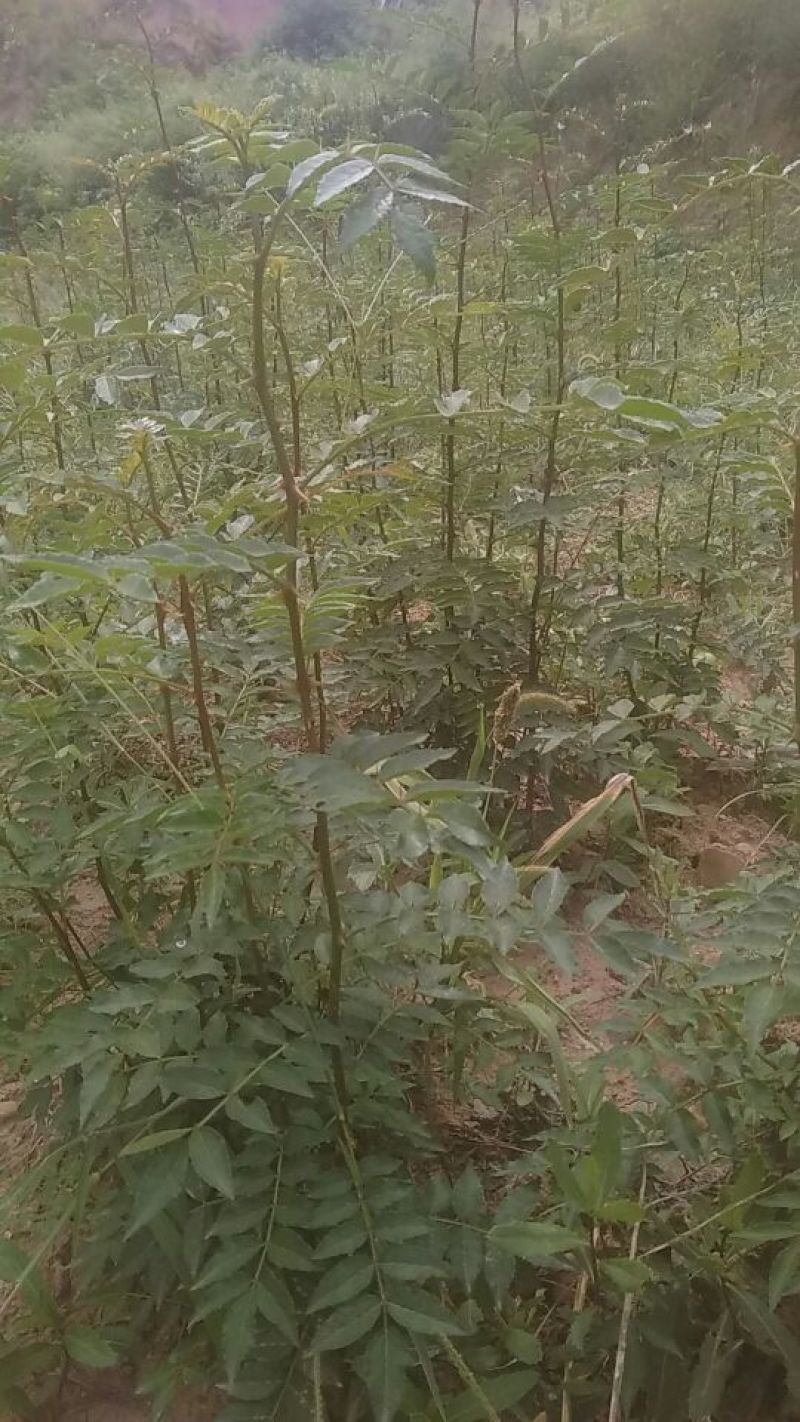 花椒苗1~2年