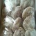 柿饼1~2两