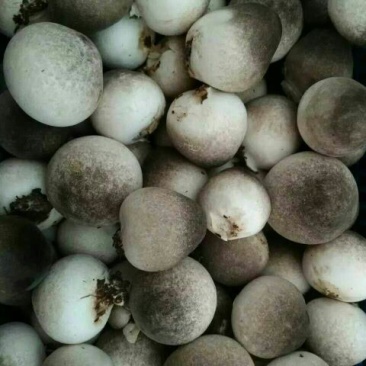 鲜草菇88%特级