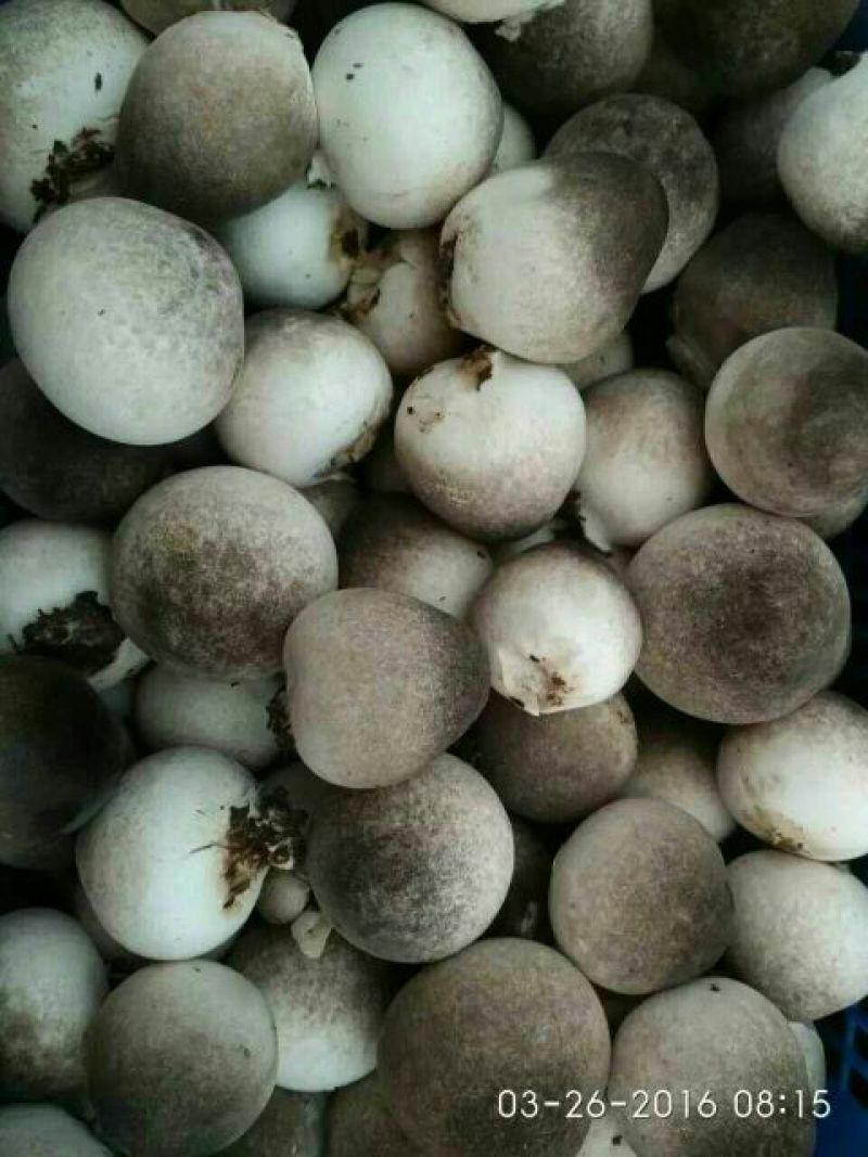 鲜草菇88%特级