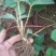 草莓苗10~20cm