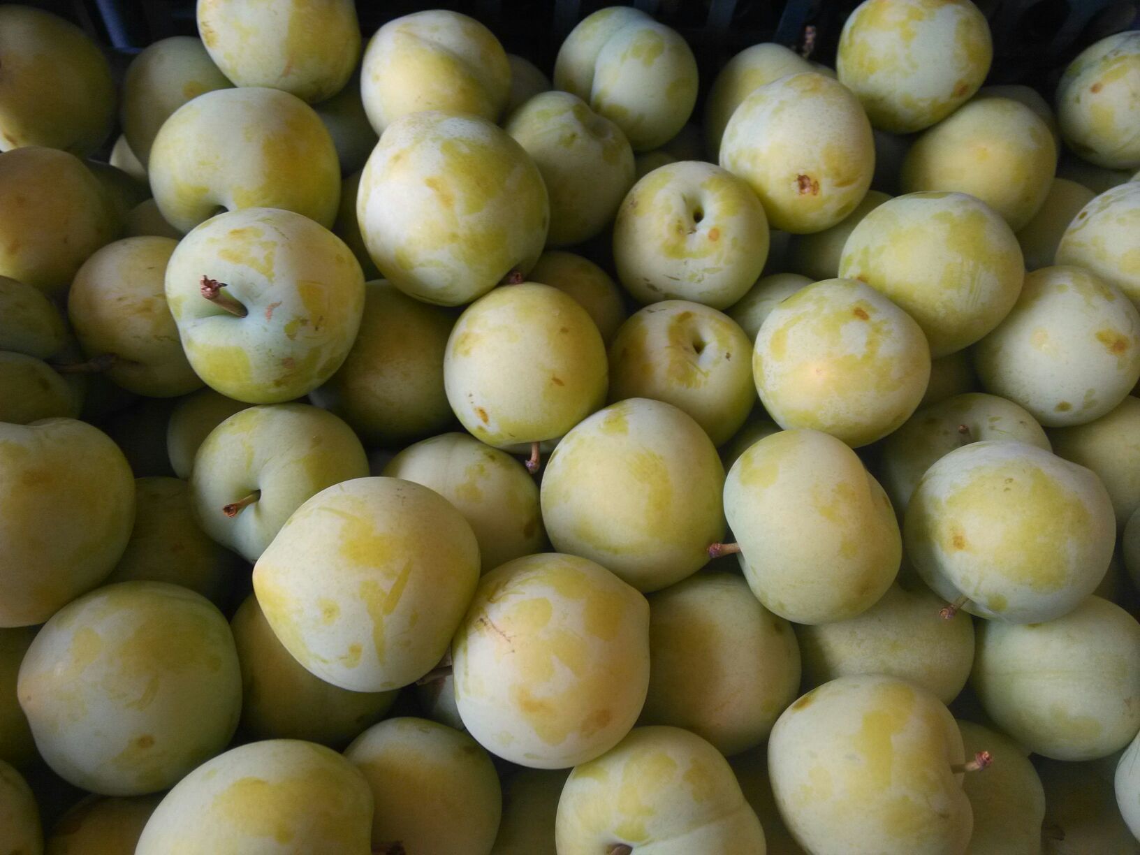 河北辛集市酥李李子 15~20mm批发_魏国栋供