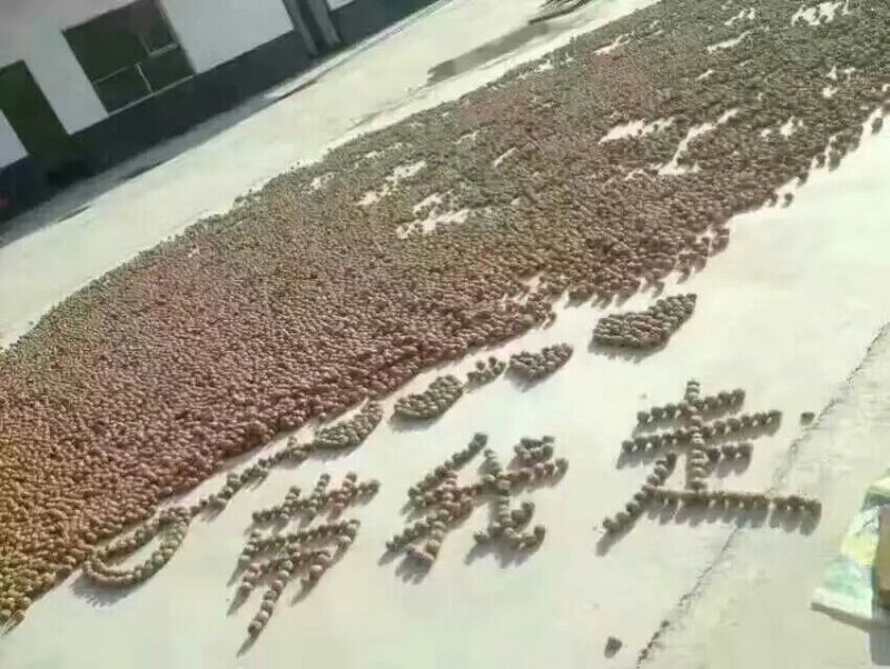 薄皮核桃去皮干