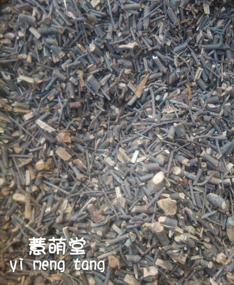 桑寄生