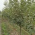 樱花树4cm以下