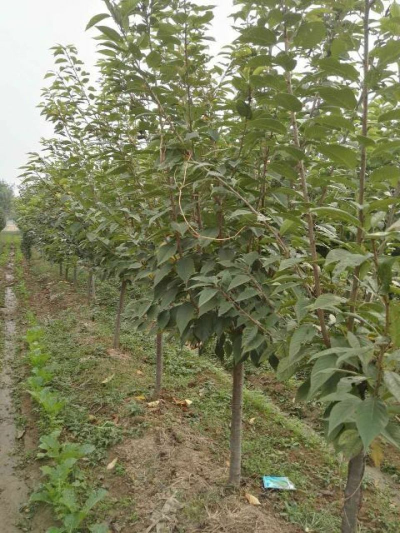 樱花树4cm以下