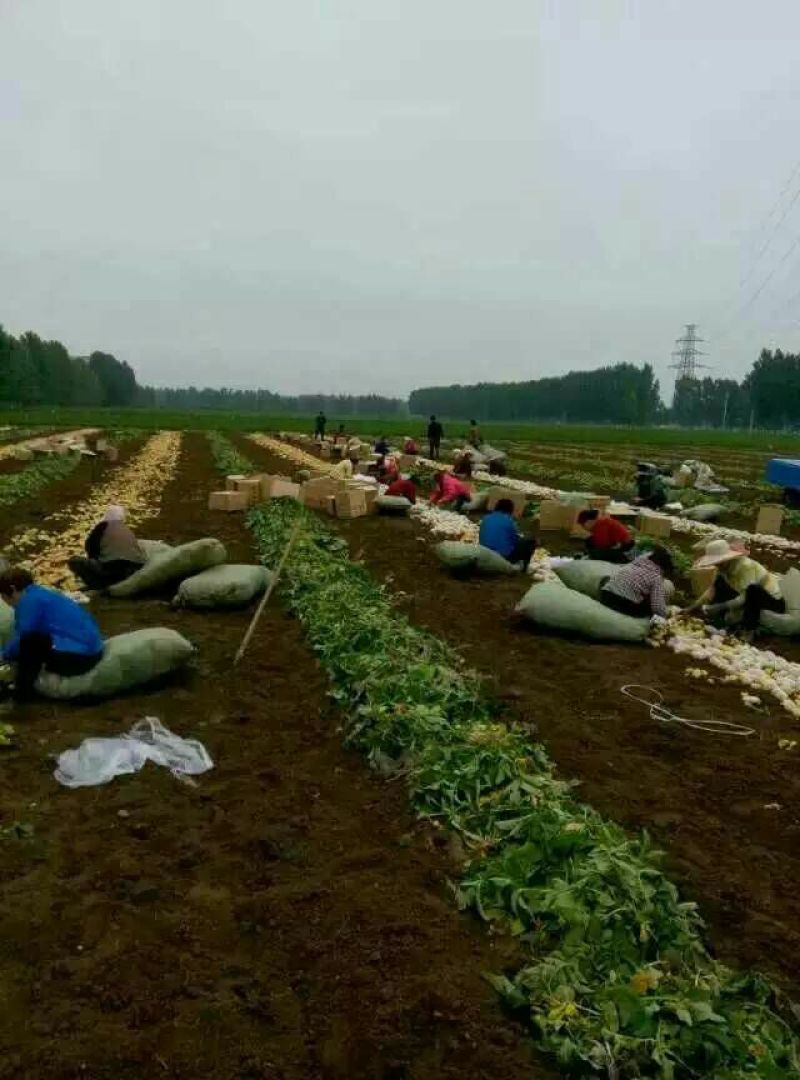 山东荷兰土豆大量上市产地基地都有货欢迎全国各地客商