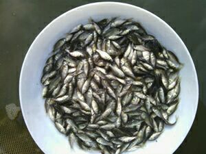 黄金鲫鱼苗广东中山_批发_供应-一亩田农业网