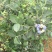 蓝莓10~12mm以上