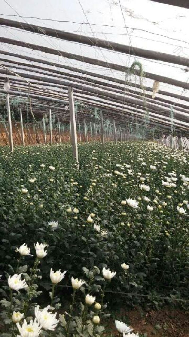 白菊花80~100cm