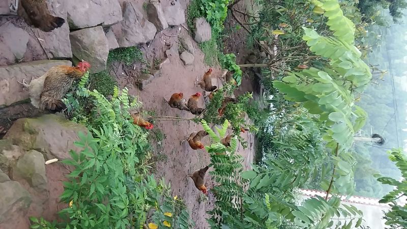 土鸡蛋食用50g以下