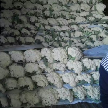 菜花2斤适中乳白