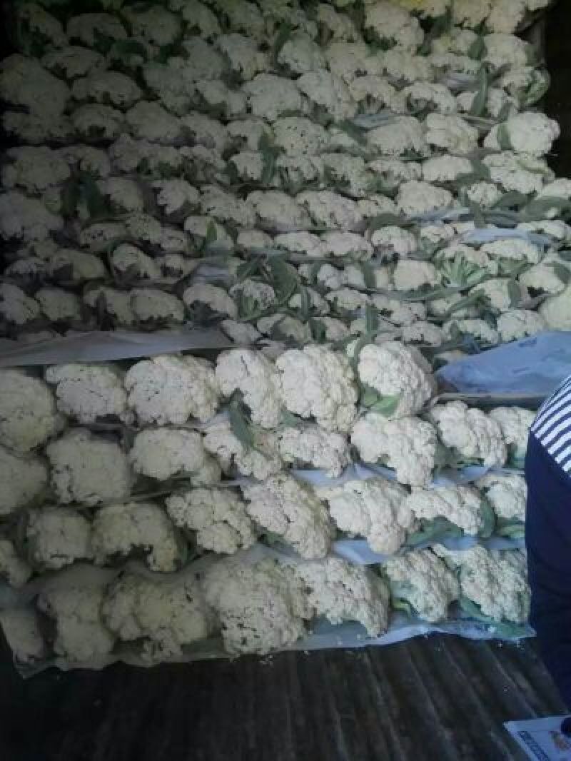 菜花2斤适中乳白