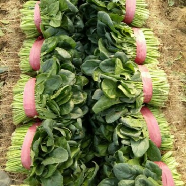 河南菠菜大叶菠菜小叶菠菜品种齐全产地直发质量保证