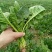 菠菜10~15厘米