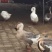 鹅苗