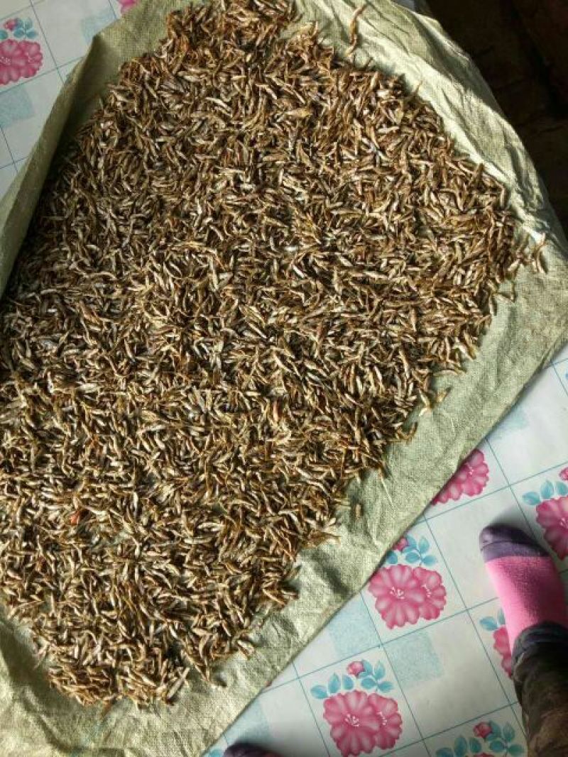 鱼干烤鱼干
