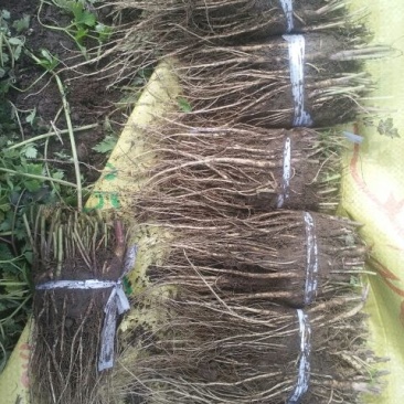 岷县当归苗，苗子均匀，无烂苗，每袋数量7千至1万苗