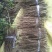 岷县当归苗，苗子均匀，无烂苗，每袋数量7千至1万苗