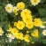 白菊花茶